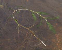 Image of Shining Pondweed