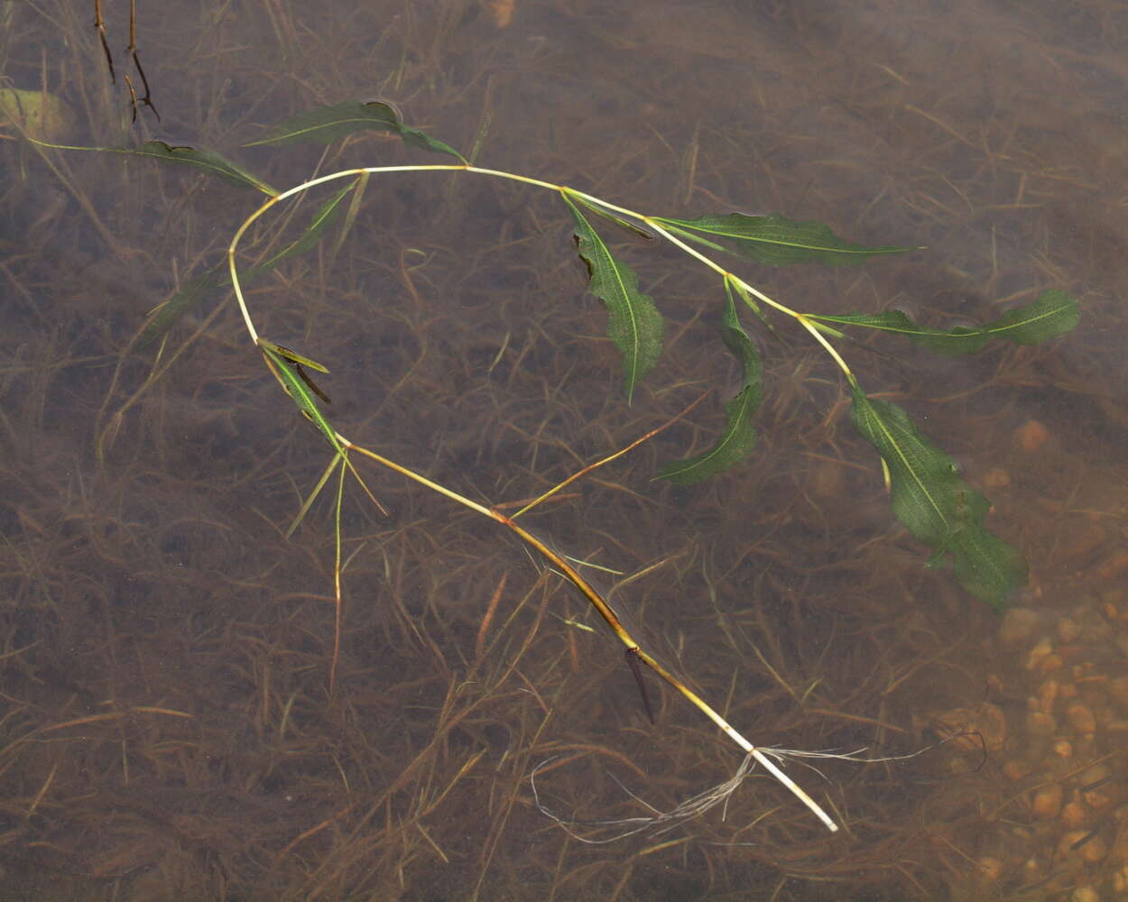 Image of Shining Pondweed