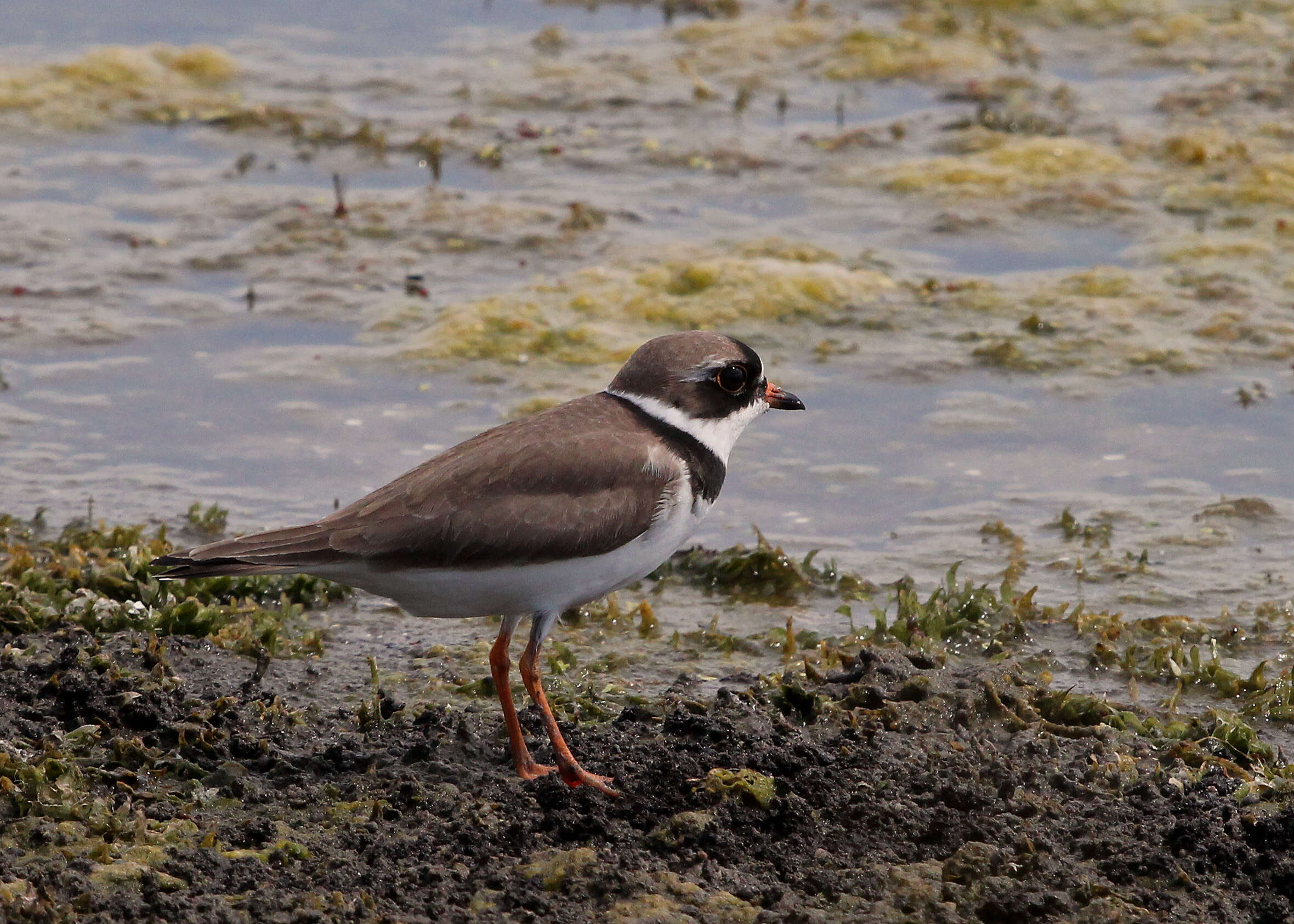 Image of Semipalmated Plover