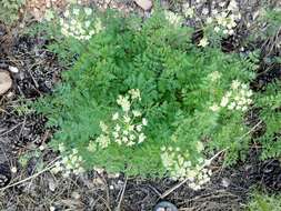 Ligusticum porteri Coult. & N. E. Rose resmi