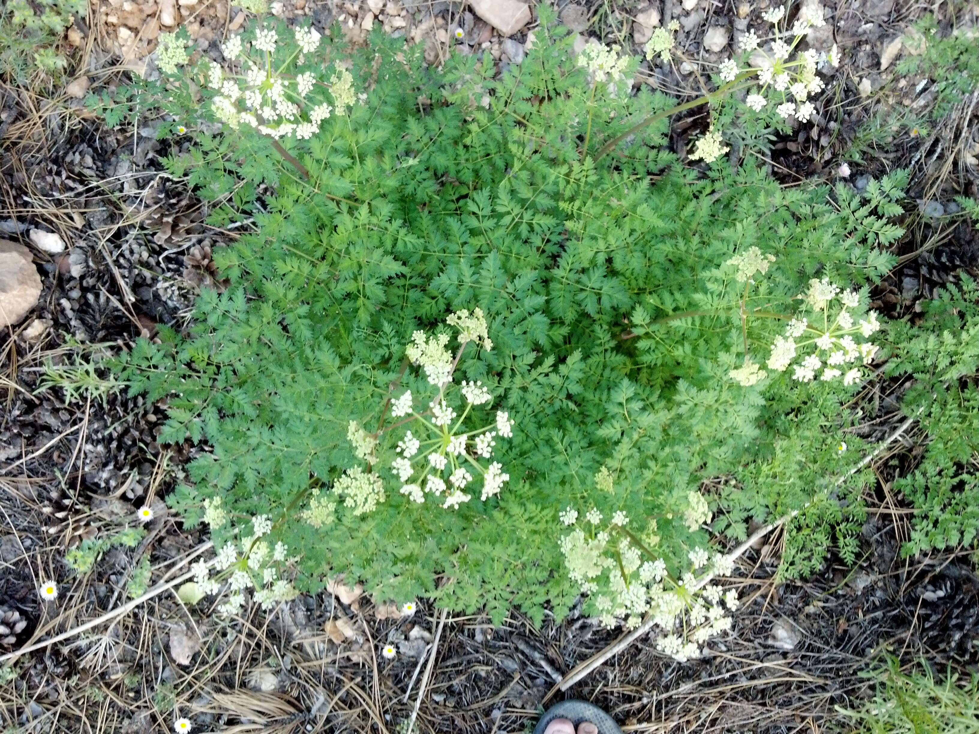 Ligusticum porteri Coult. & N. E. Rose resmi