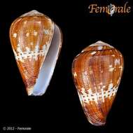 Image of cone snails