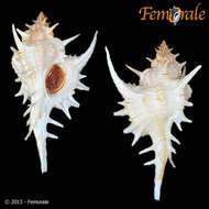 Image of <i>Chicoreus formosus</i> (Sowerby 1841)