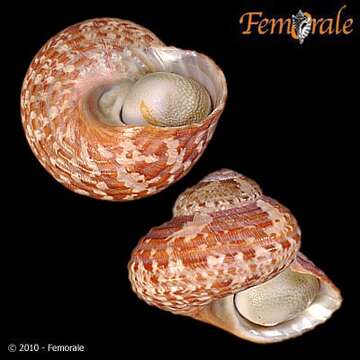 Image of turban snail