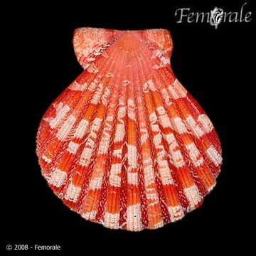 صورة Anguipecten Dall, Bartsch & Rehder 1938