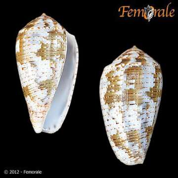 Image of cone snails