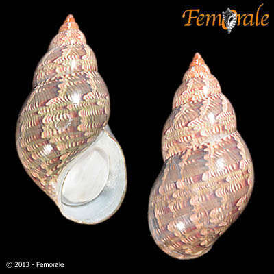 Image of pheasant shells