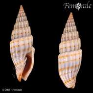 Vexillum intertaeniatum (G. B. Sowerby II 1874) resmi