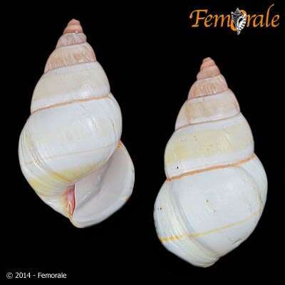 Imagem de Orthalicidae