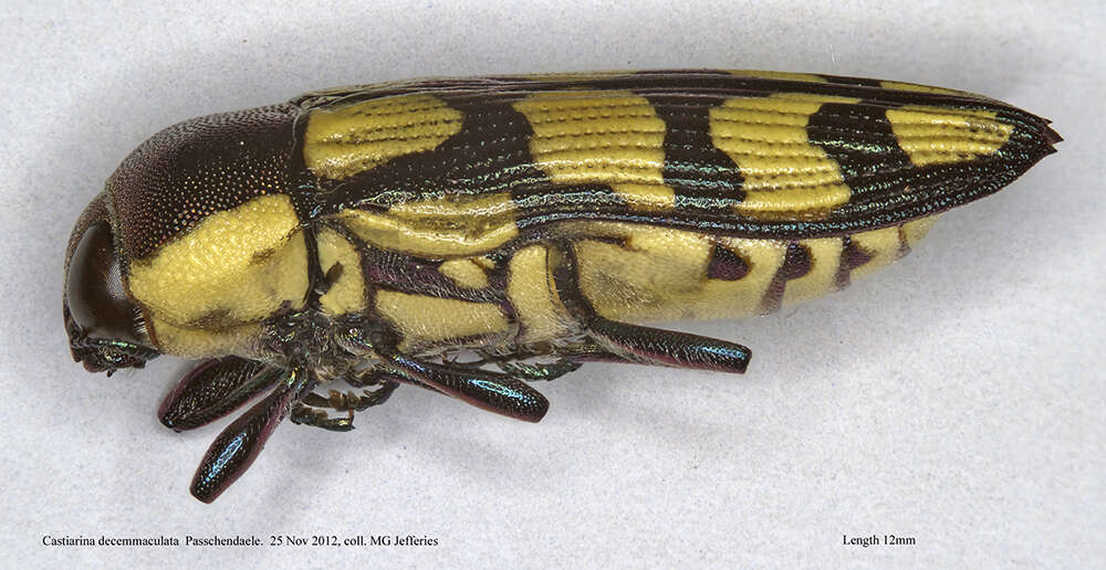 Image of Castiarina decemmaculata (Kirby 1818)