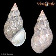 Image of pheasant shells