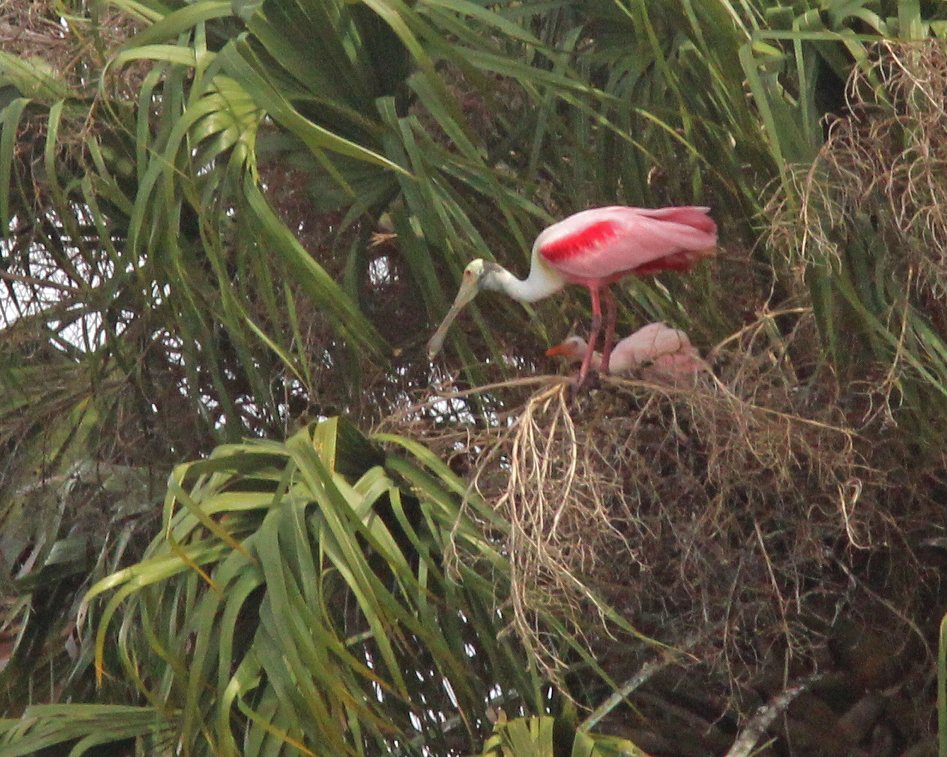 Image of Roseate Spoonbill