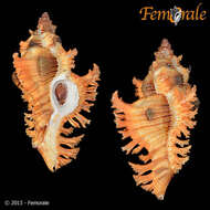 صورة Chicoreus banksii (G. B. Sowerby II 1841)