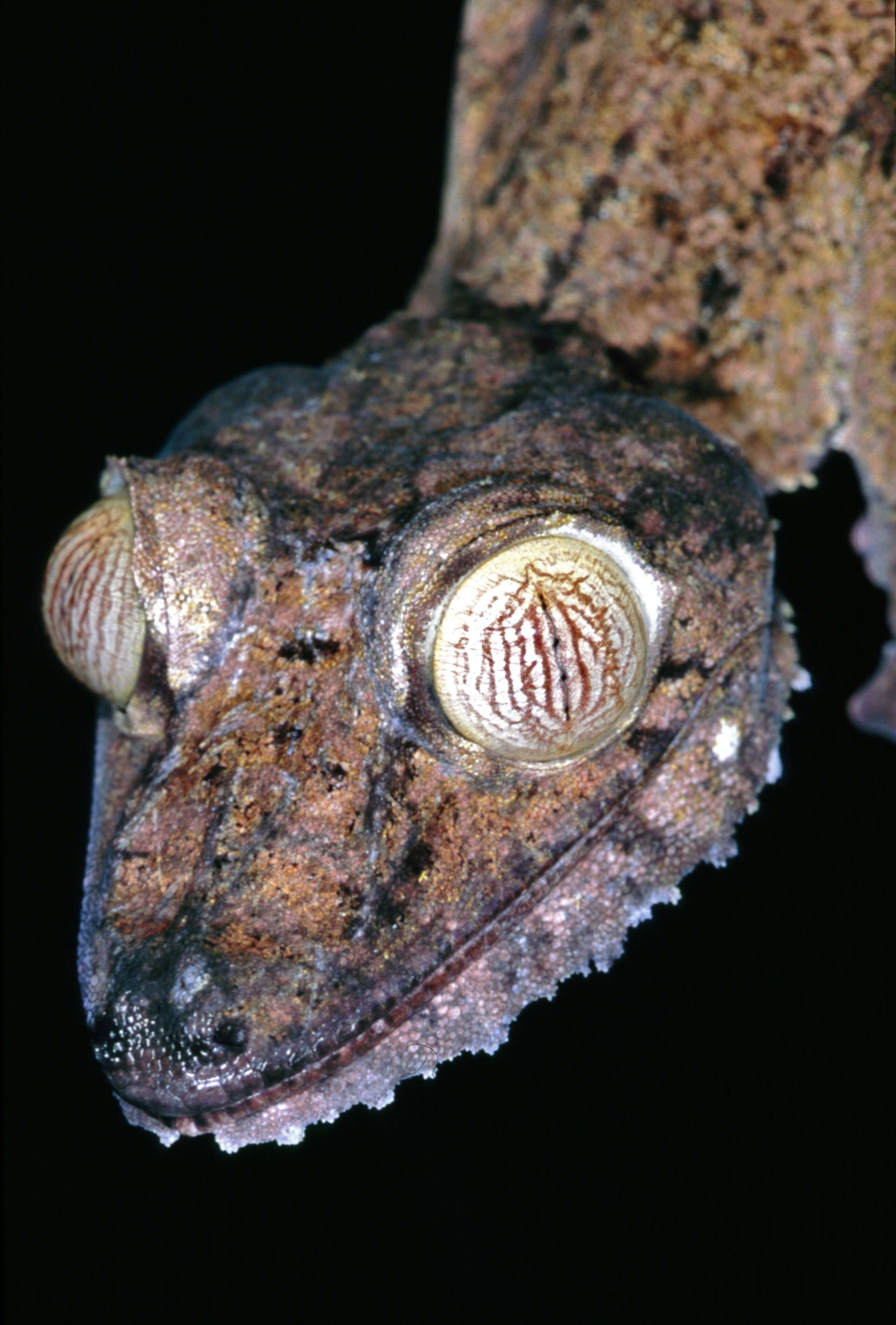 صورة Uroplatus fimbriatus (Schneider 1797)