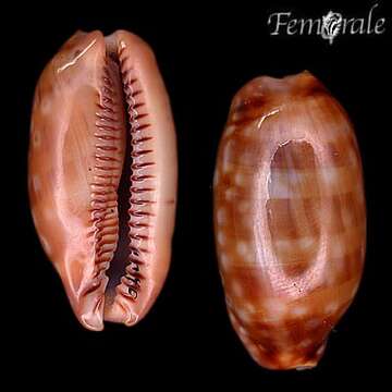 صورة <i>Cypraea zebra</i> L. 1758