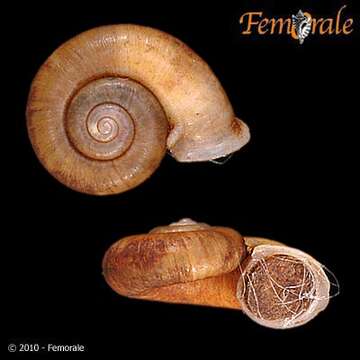 صورة <i>Cyclotus setosus</i> Mollendorff 1894