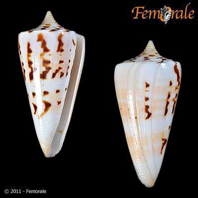 Image of cone snails