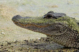 Image of American alligator