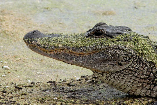 Image of American alligator