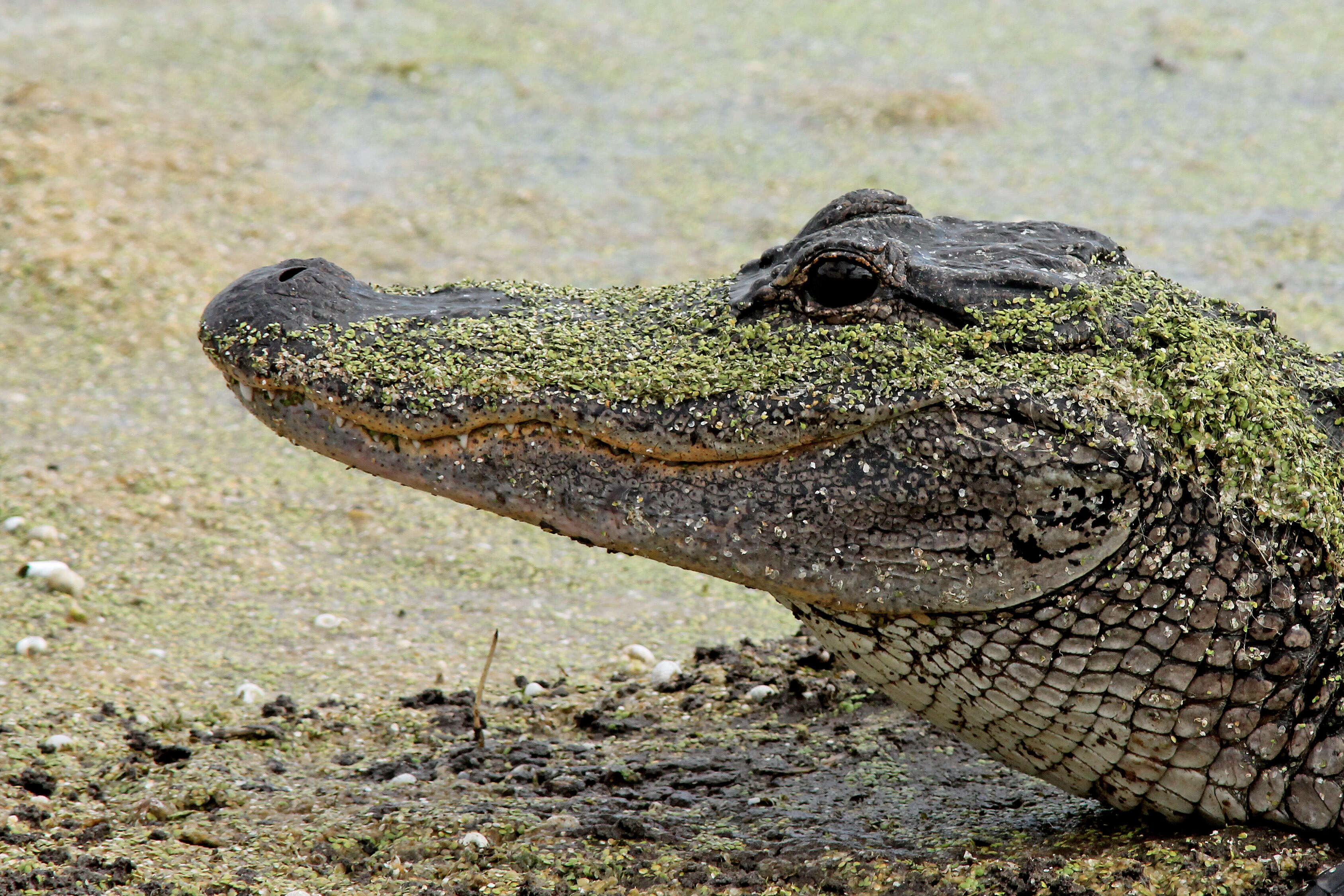 Image of American alligator