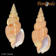 Image of nassa mud snails