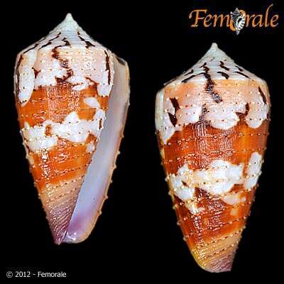 Image of cone snails