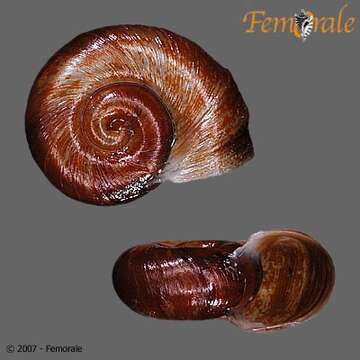 Imagem de unclassified Gastropoda