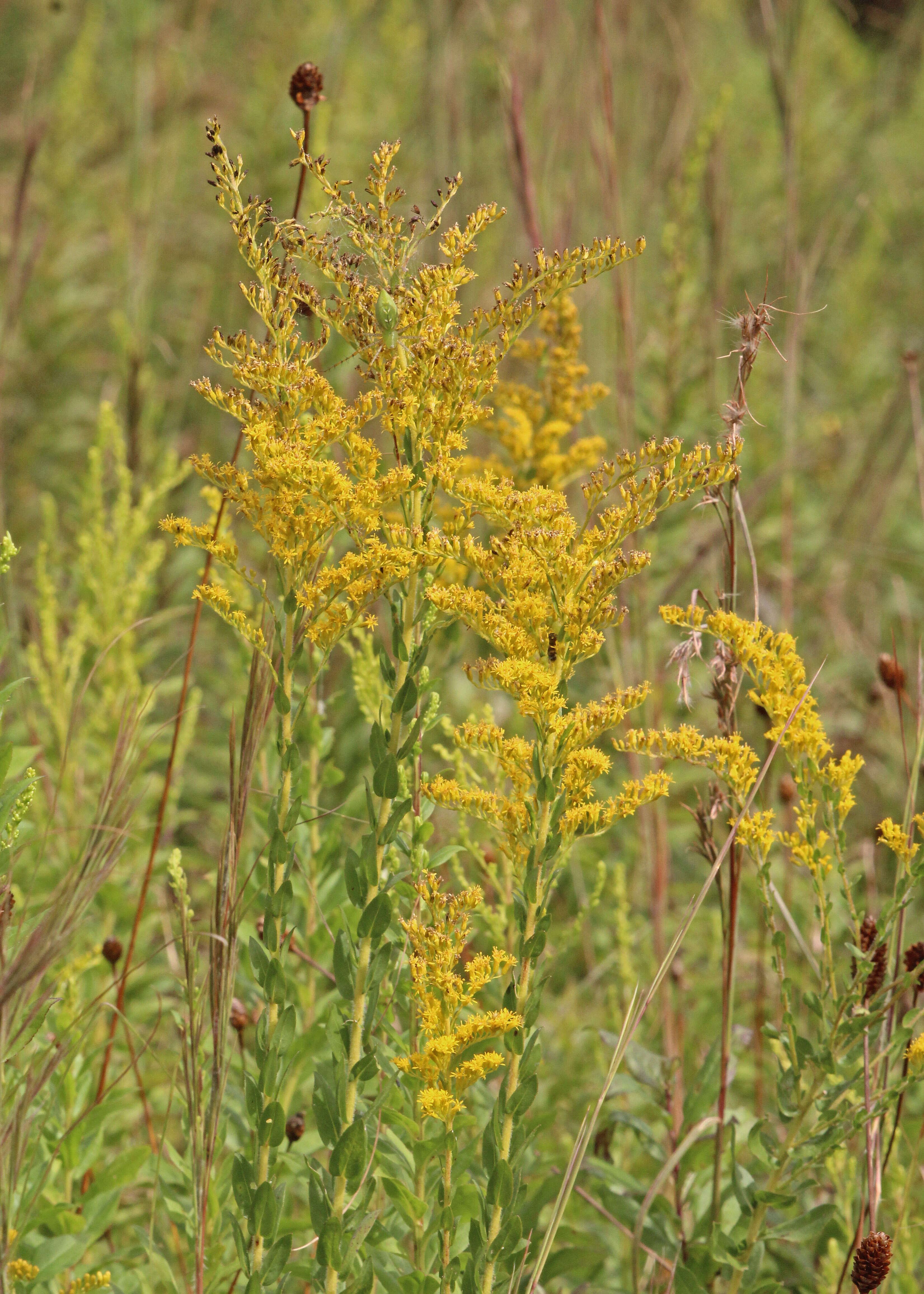 Image of pine barren goldenrod