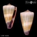 Imagem de <i>Conus muriculatus sugillatus</i>