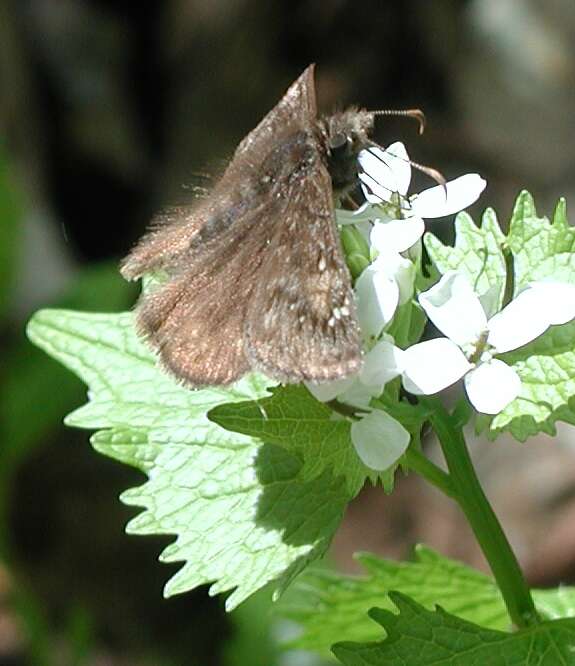 Image of Juvenal's Duskywing