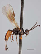 Image of Bracon aequalis Provancher 1880