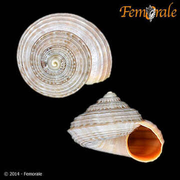 Image of Pomatiidae