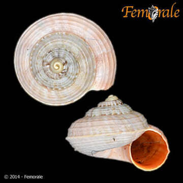 Image of Pomatiidae