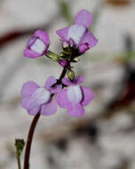 Plancia ëd Nuttallanthus canadensis (L.) D. A. Sutton