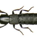 Image of <i>Ocypus nero</i>