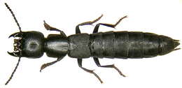 Image of <i>Ocypus nero</i>