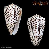 Image of cone snails