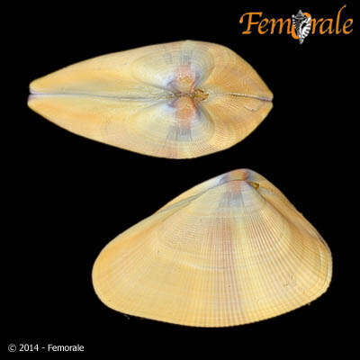 Image of Donacidae J. Fleming 1828