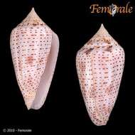 Image of Conasprella Thiele 1929