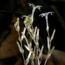 Image of Gymnosiphon panamensis Jonker