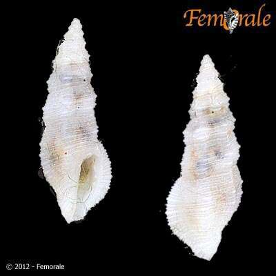 Image of Pseudorhaphitoma O. Boettger 1895