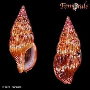 Image of Metanachis Thiele 1924