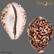 Image of tiger cowrie