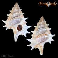 Image of triton shells