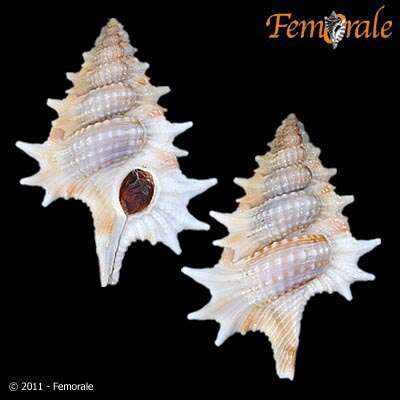 Image of triton shells