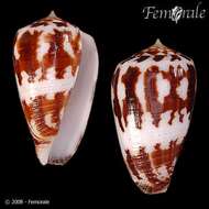 Image of Conus Linnaeus 1758