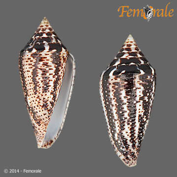 Image of Conasprella Thiele 1929