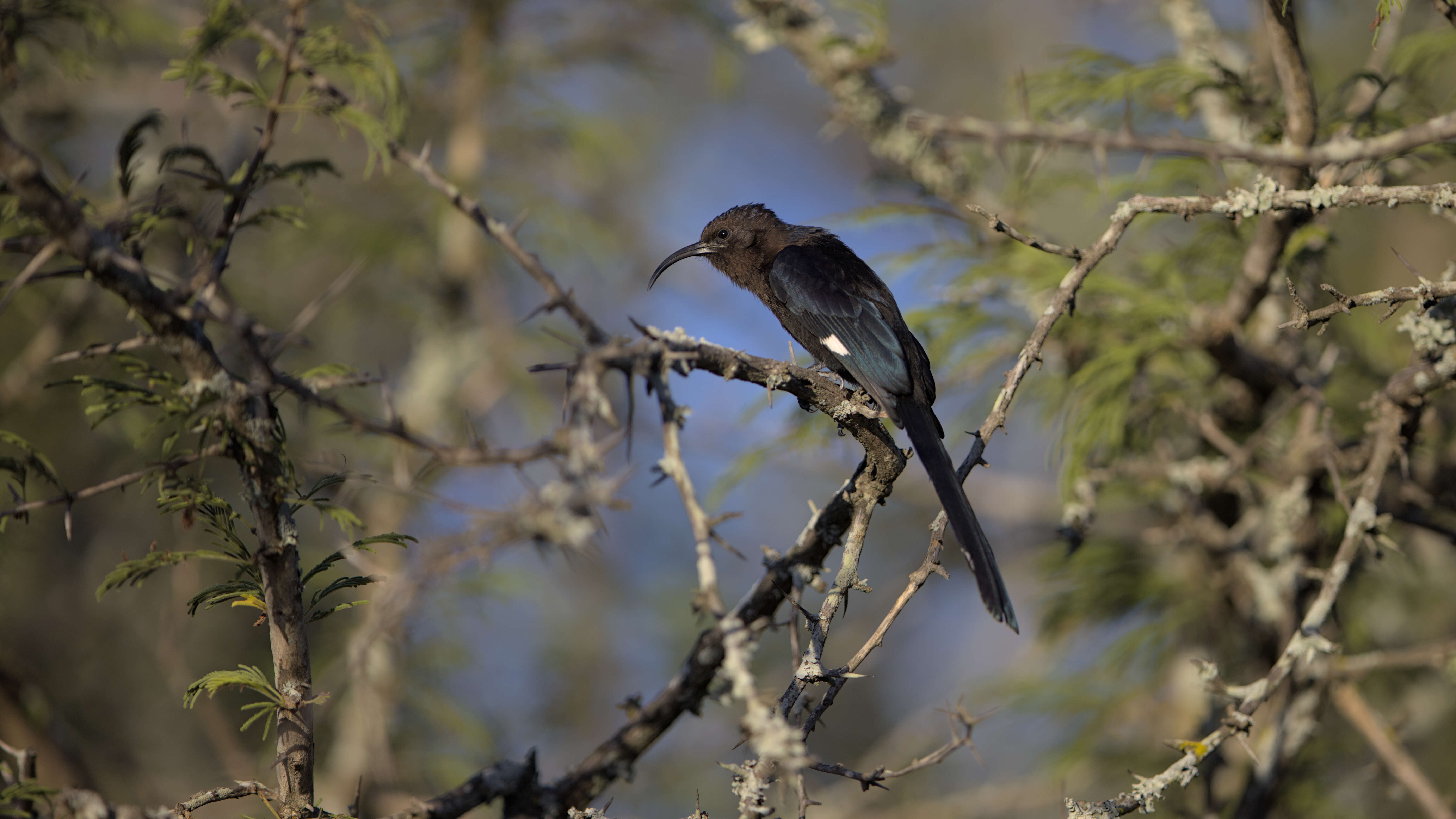 Image of Common Scimitar-bill