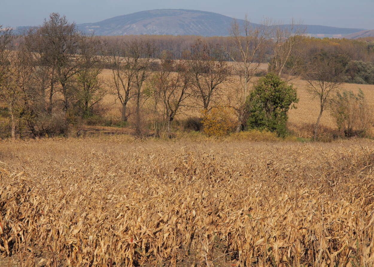 Image of corn