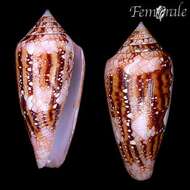 صورة Conus legatus Lamarck 1810